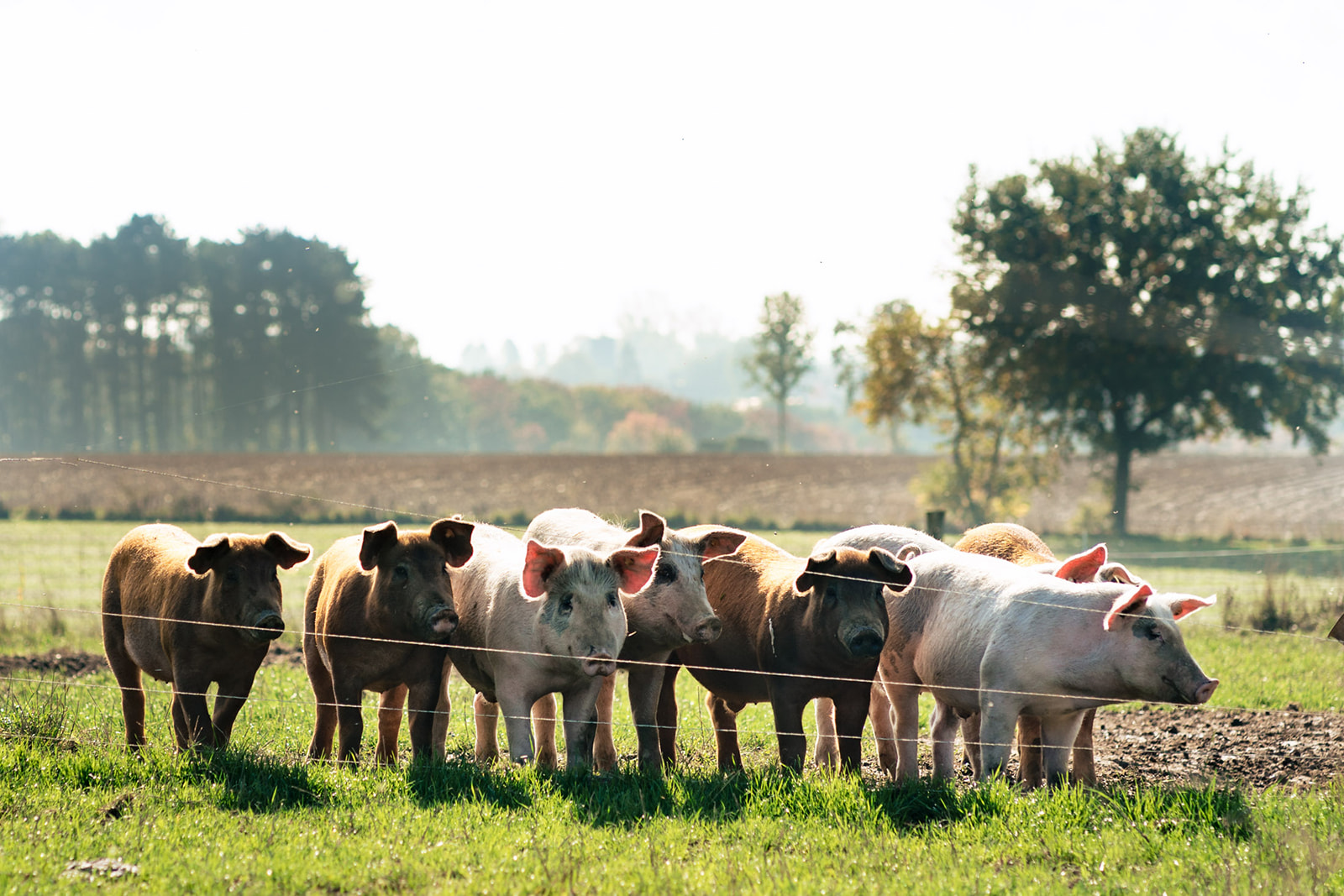 Cochons en plein air dans leur champ à Chaumont-Gistoux