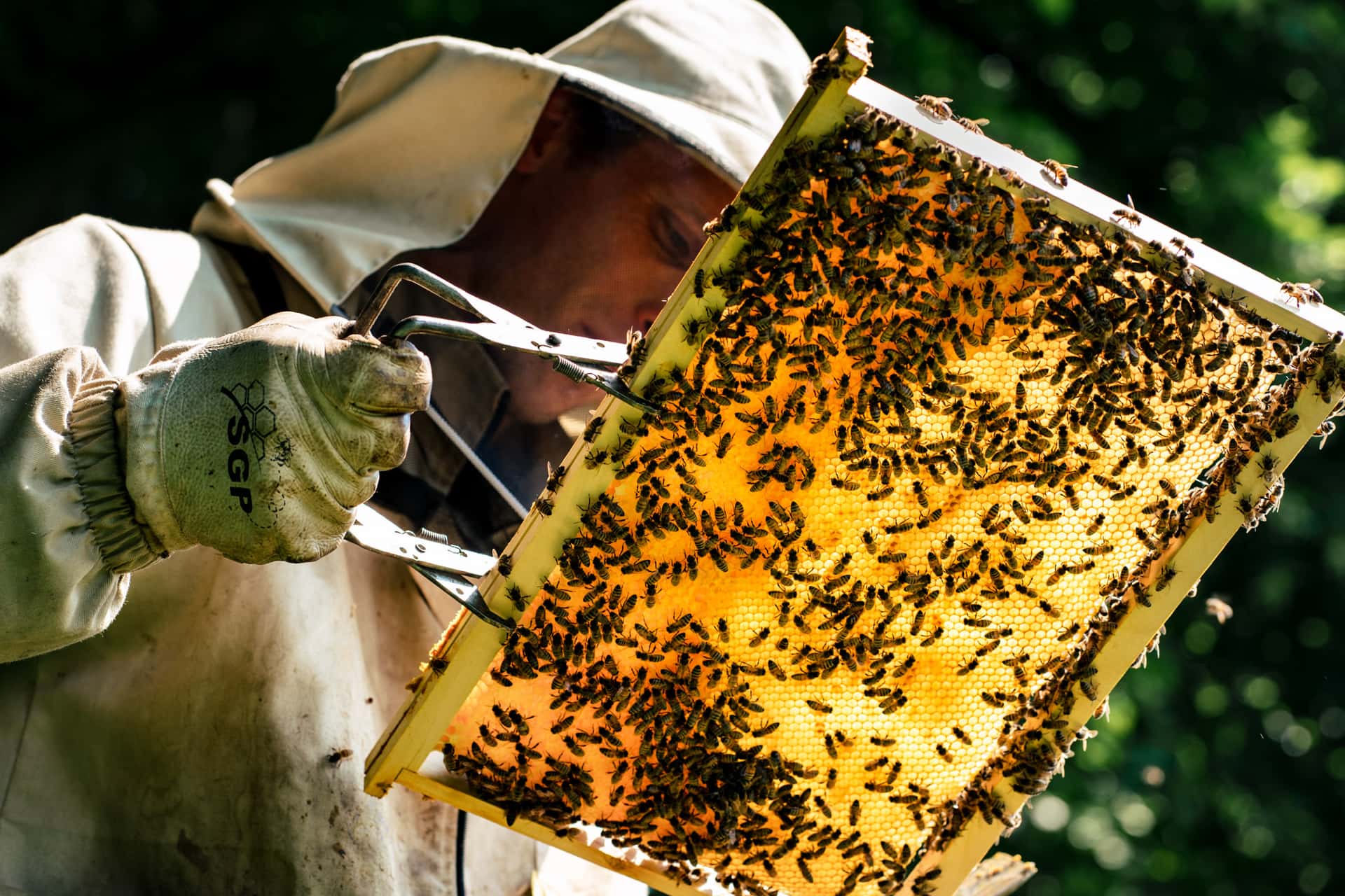 Apiculteur cherche la reine des abeilles sur un cadre lors d'une visite de ruche, dans le cadre d'un reportage photo d'entreprise