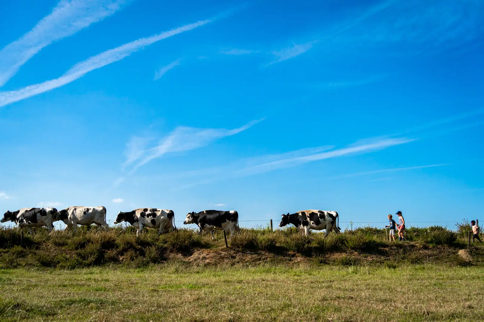Trois enfants guident un troupeau de vaches à travers un champ sous un ciel bleu lors d'un reportage famille