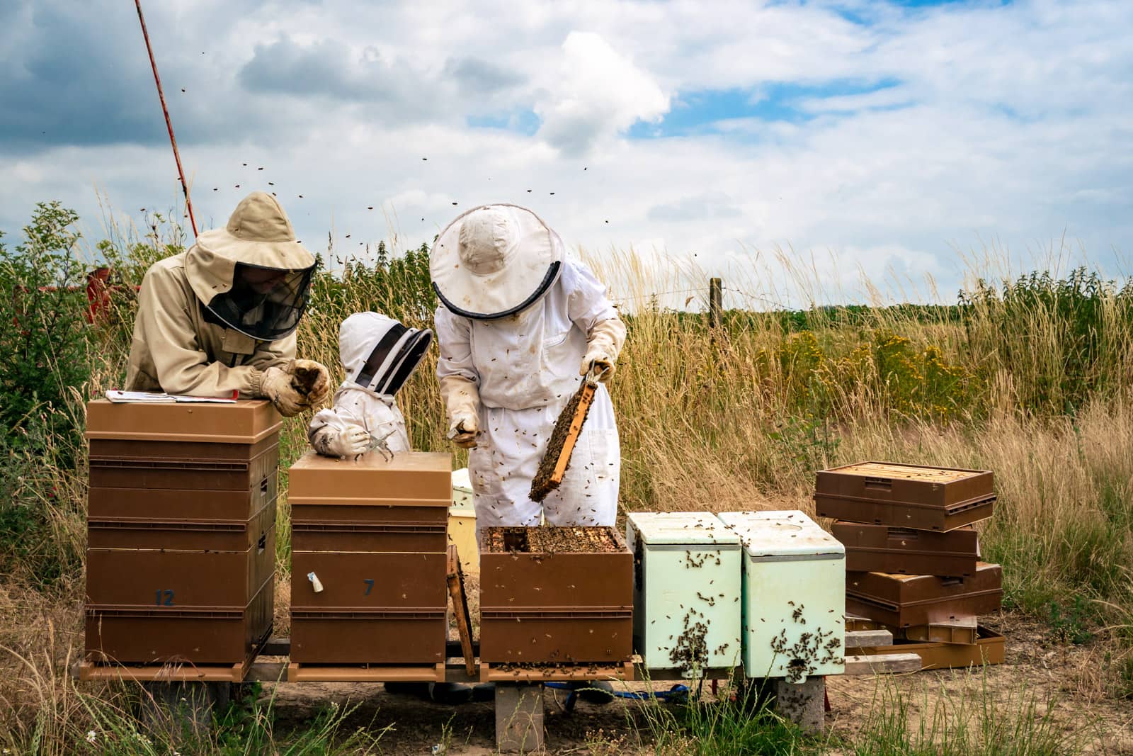 Famille d'apiculteurs en tenue visitant les ruches en pleine aire, ayant des dizaines d'abeilles volant autour d'eux.